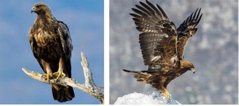 Watching The Super Large Eagles Found In The United States
