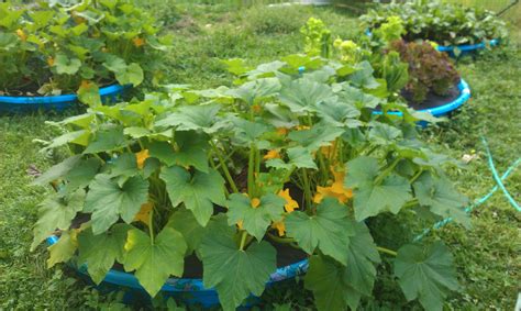 How to grow squash in a raised garden bed. Pin on For your Garden