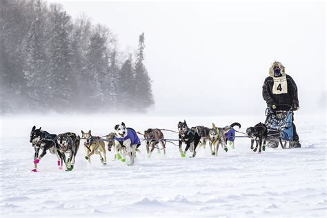Learning To Enjoy The Dog Sled Ride Northern Wilds Magazine