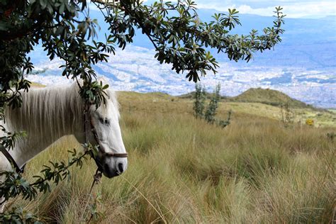 Juegos Tradicionales De Quito - Juegos Tradicionales de ...