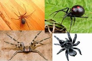 Escorpiões | quais os mais perigosos escorpiões do brasil? Rio de Saúde: Existem várias espécies de aranhas conhecida ...