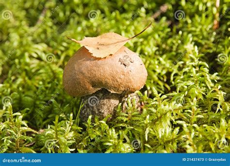 Mushroom With A Leaf Stock Image Image Of Growth Season 21437473