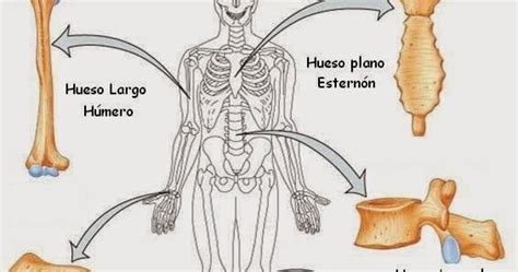 ClasificaciÓn De Los Huesos