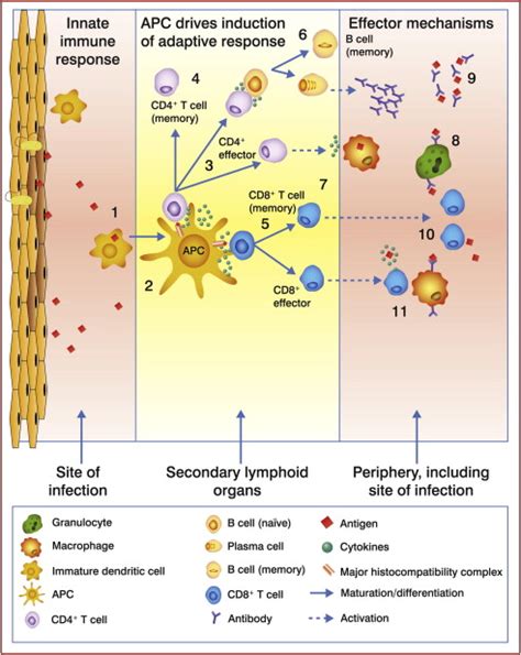 An Overview Of The Human Immune Response Download Scientific Diagram
