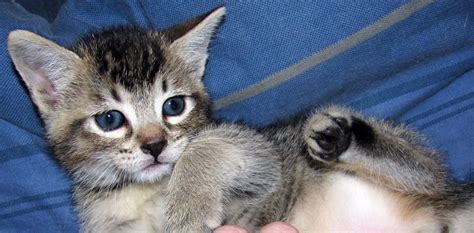 Lead vocalist, lead dancer, rapper birthday: 5 week old kittens :) | The Cat Site