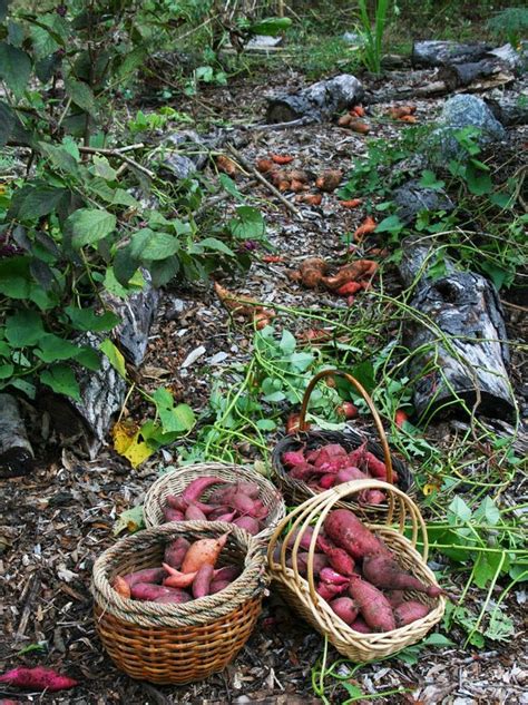 Once cured, store sweet potatoes in a cool, dry area. Florida Survival Gardening: Growing Sweet Potatoes in my ...