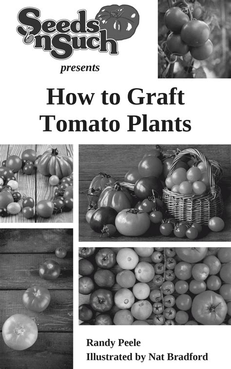 Grafting Tomatoes Instruction Guide — Seeds N Such