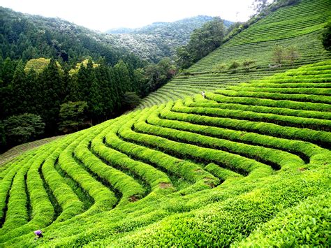 Darjeeling A Place Of Tea Gardens And Snowy Peaks Jugaadin News