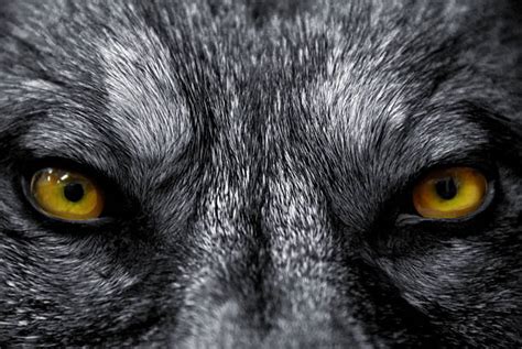 Wolf Eyes Stock Photos Pictures And Royalty Free Images Istock