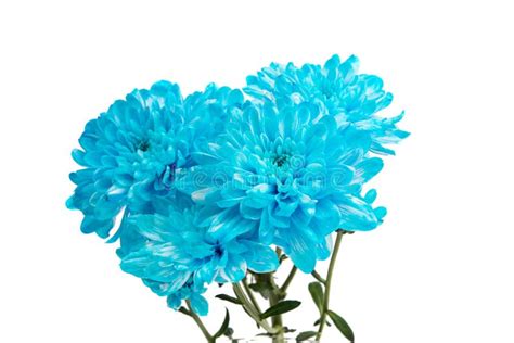 Blue Chrysanthemum Flower Isolated Stock Image Image Of Close Bloom