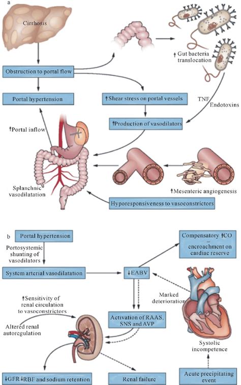 Documents similar to liver pathophysiology and schematic diagram. Pathophysiology of hepatorenal syndrome. a: the ...