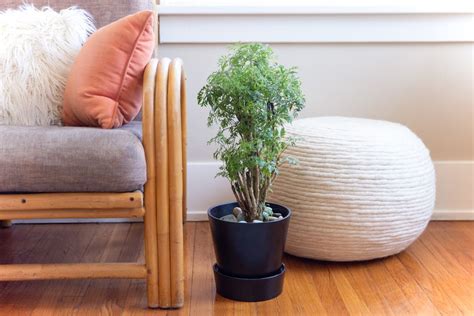 If your still in veg flora mite will kill. Ming Aralia: Indoor Plant Care & Growing Guide