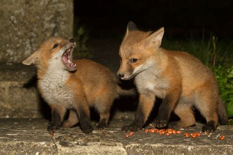 Fox Cubs 2013 Everything Is Permuted