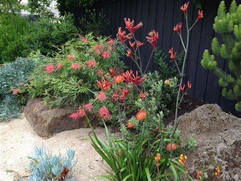 brightly coloured native garden in melbourne australian native garden native garden