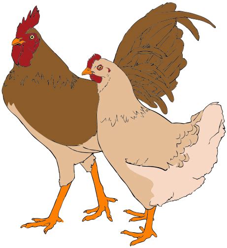 Chicken And Rooster Clip Art