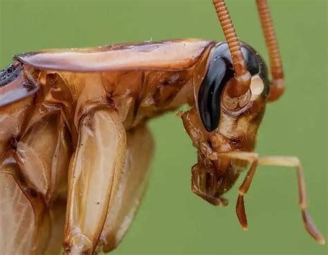 Do Cockroaches Have Brains Are They Smart Pest Control Options