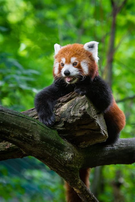 Red Panda Mathias Appel Flickr