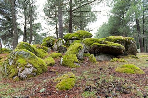 Moss Covered Stones And Diverse Vegetation In The Foreground Stock
