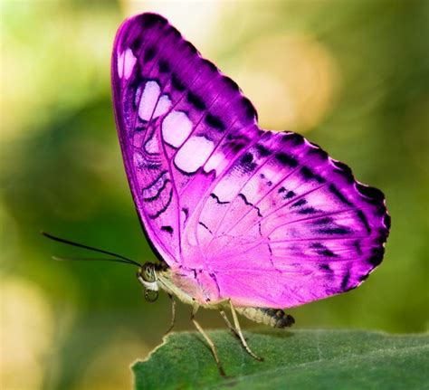 1400 Pink Butterfly Free Stock Photos Stockfreeimages