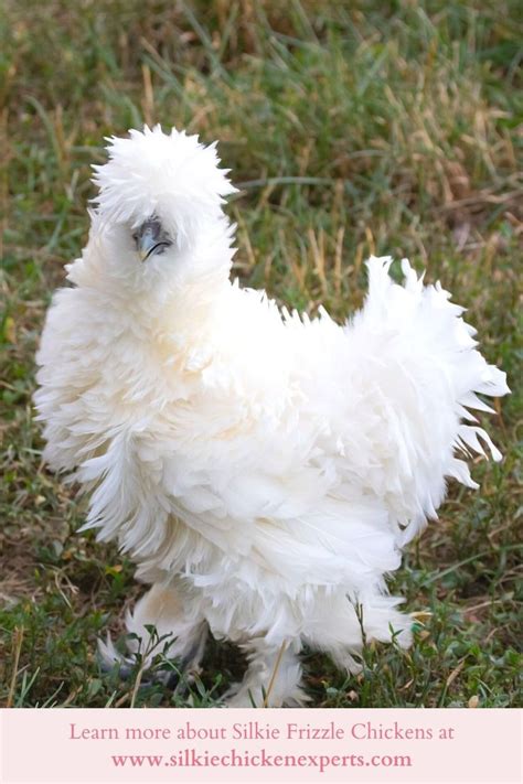 Silkie Frizzle Chickens In Frizzle Chickens Silkies Silkie