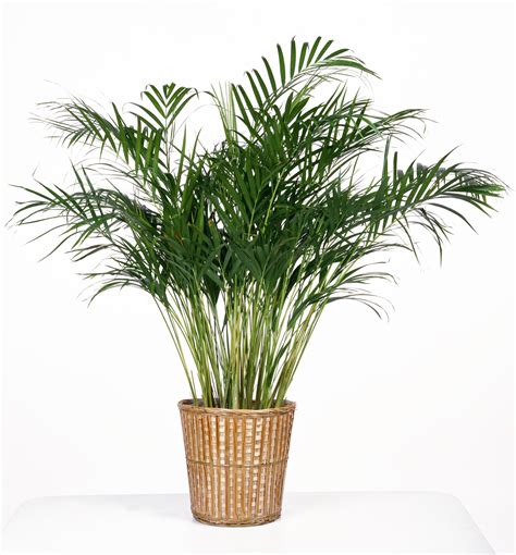 Parlor Palm Is A Great Indoor Variety Parlor Palm Indoor Flowers