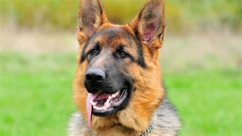 Initially bred as a herding dog, the shepherd has since become the by knowing about health concerns specific to german shepherd dogs, we can tailor a preventive health plan to watch for and hopefully prevent some predictable risks. German Shepherd Dog - Price, Temperament, Life span