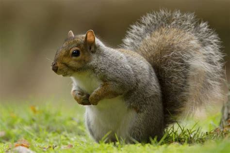 Grey Squirrels In The Uk Are Killing Trees And Should Be Eaten