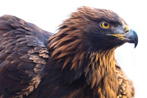 Golden Eagle Genome Gives Conservation Effort A ‘blueprint For Life