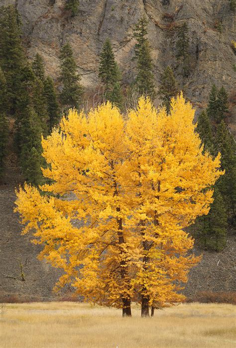 Cottonwood Trees In Autumn Photograph By Greg Vaughn Fine Art America