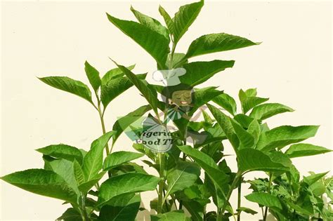 Health Benefits Of Bitter Leaf Vernonia Amygdalina Nigerian Food Tv