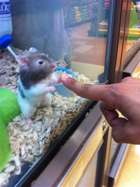 Made A Connection With A Hamster At Petco Aww