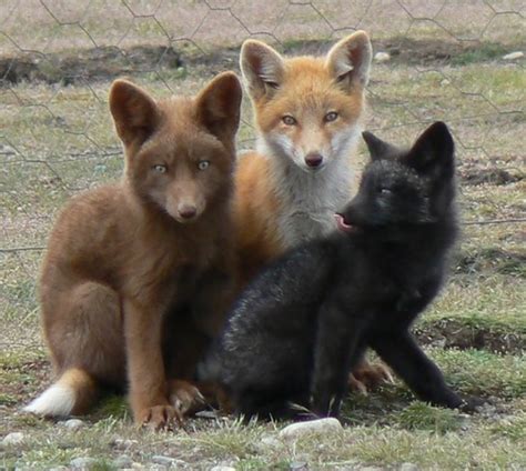 The Truth About Pet And Domesticated Foxes Pethelpful