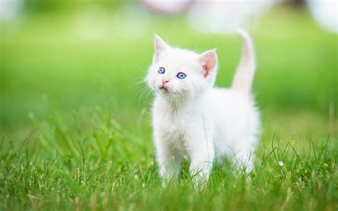 Persian Kitten Grass White Hd Cat Wallpaper