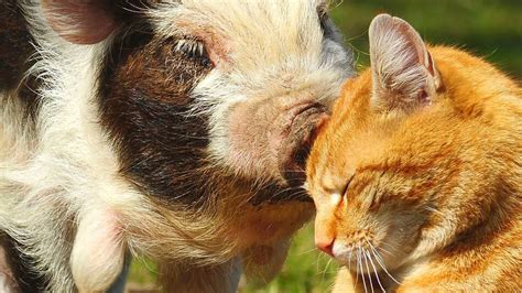 See more ideas about cute animals, funny animals, puppies. Do Pigs and Cats Get Along? | Pet Pig World
