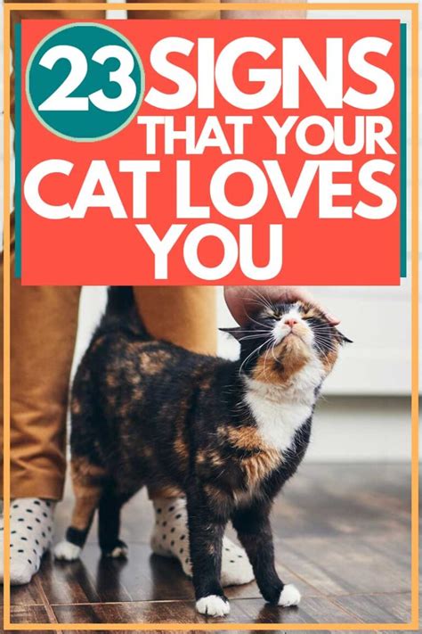 23 Signs That Your Cat Loves You Thecatsite Articles