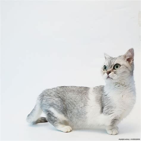 AVAILABLE Munchkin female green eyed kitten - Munchkin and Munchkin