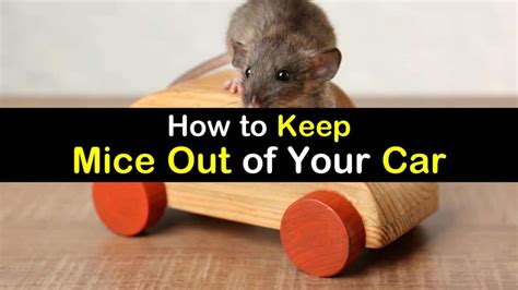 7 Smart And Simple Ways To Keep Mice Out Of Your Car