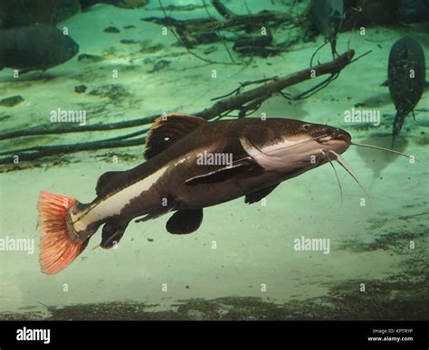 Redfin Antenna Catfish Stock Photo Alamy