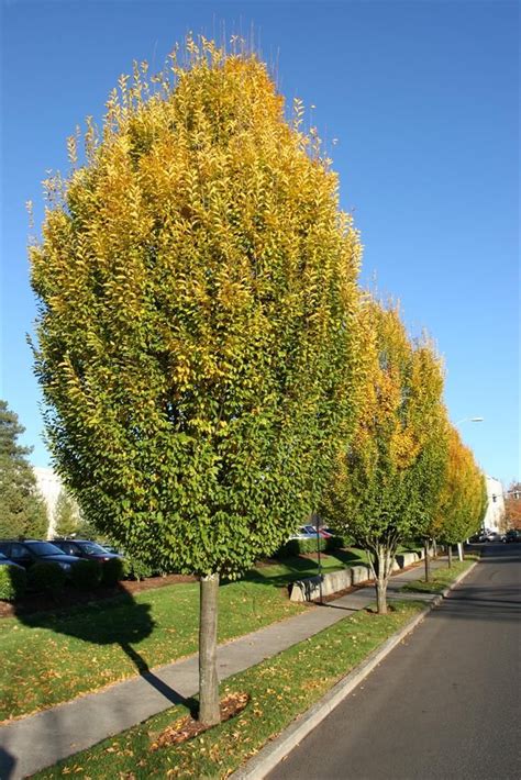 It grows up to 10m height, sometimes to 20m. 22 best trees images on Pinterest | Backyard trees, Garden ...