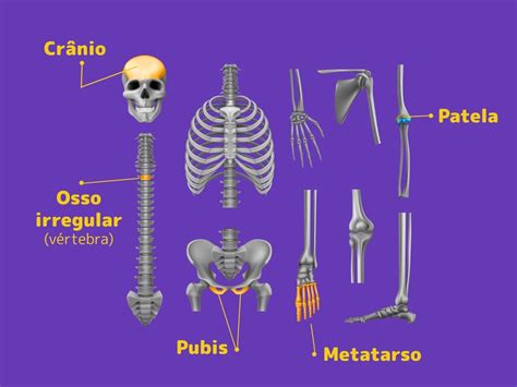 Sistema Esquelético Ossos E Sua Classificação Toda Matéria