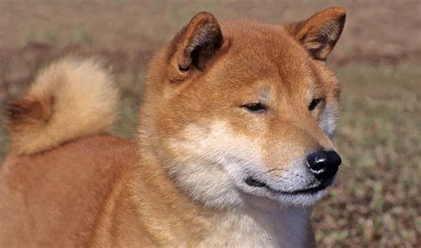 ɕiba inɯ) is a breed of hunting dog from japan. 9 Reasons Why Everyone Loves A Shiba Inu - SonderLives