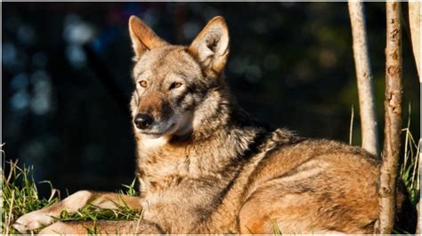 Mysterious Dogs In Texas Have ‘ghost Genes Dna Of Extinct Red Wolves