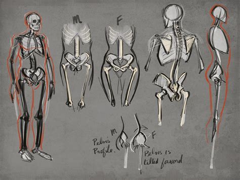 7.5 heads thethirdcartel 349 28. How to Figure Drawing Tutorial - Drawing Human Anatomy Lessons