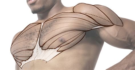 Includes latissimus dorsi, the trapezius, levator scapulae and the rhomboids. Pec Assignment Example - Model Tracing | Proko