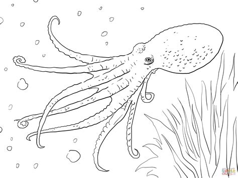 Musky Octopus Coloring Page Octopus Coloring Page Octopus Coloring