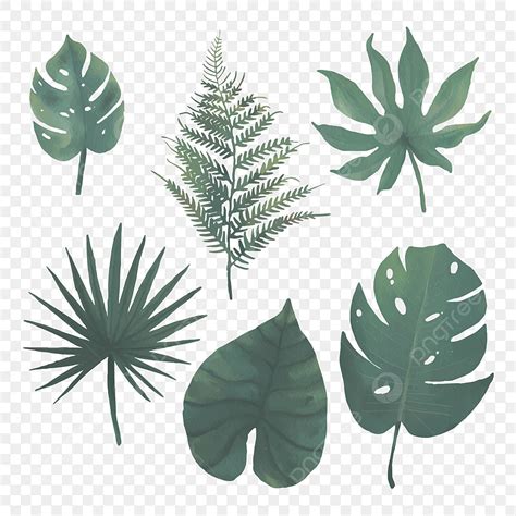 Jungle Leaves Png Transparent Images Free Download Vector Files Pngtree