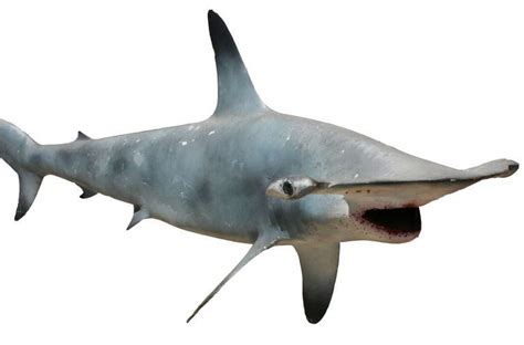 Our outlets keep dying one by one and in our house inspection when we moved in about 5 years ago the house inspector said that eventually we'd have to rewire the house. 1920s Plaster Hammerhead Shark at 1stdibs