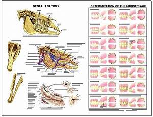 Lfa 2538 Equine Dental Anatomy Wall Chart