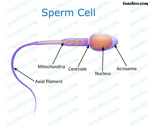 What Are Gametes Chapter 9 Class 8 Reproduction Notes By Teachoo