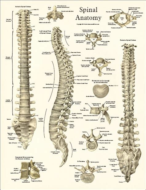 Spinal Anatomy Poster Clinical Charts And Supplies